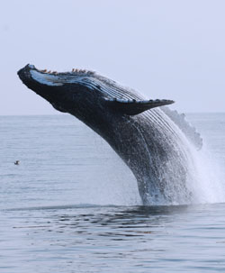 Humpback.jpg